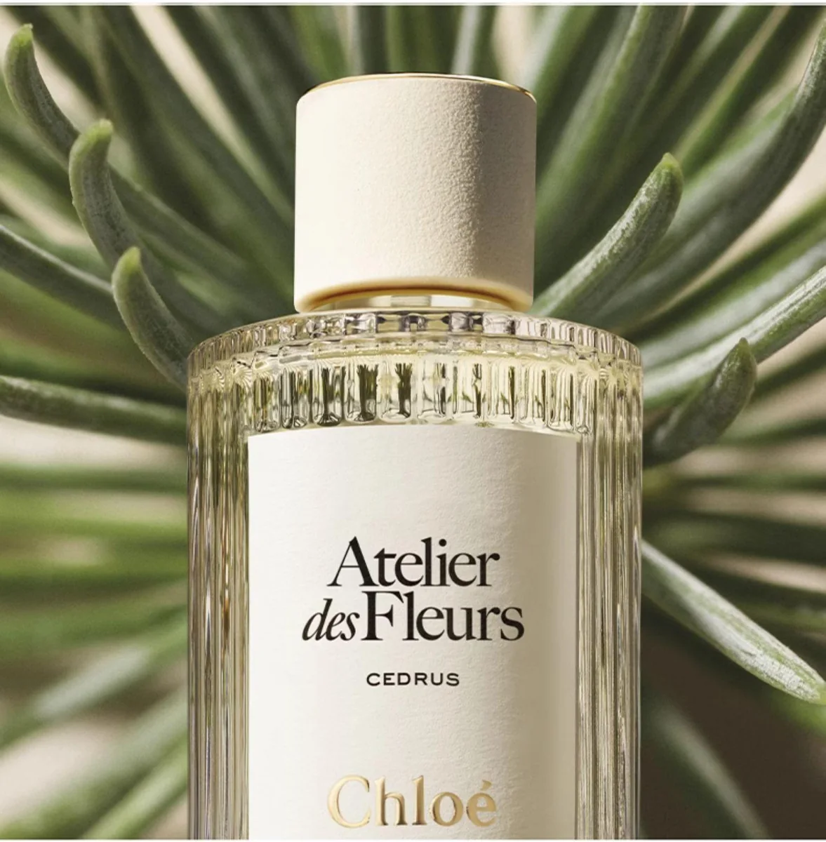 Woody, Floral fragrance reference with cardamom, sandalwood, moss, vetiver notes for custom perfume development